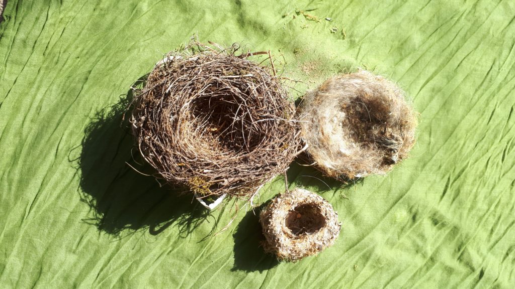 Die Nester verschiedener Vogelarten unterscheiden sich in Größe, Aufbau und verwendetem Baumaterial