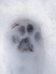 Tierspuren im Schnee - WaldpÃ¤dagogik Urbach e.V.